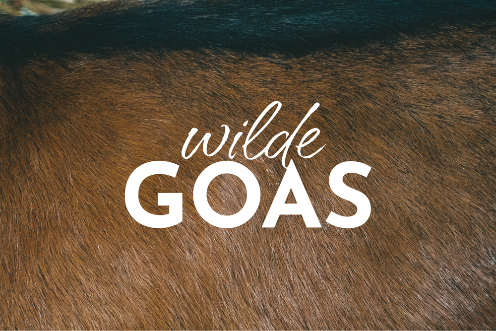 Wilde Goas Logo In White On A Photo Of A Goat's Brown Fur - Brand Identity Design By Corliss Design