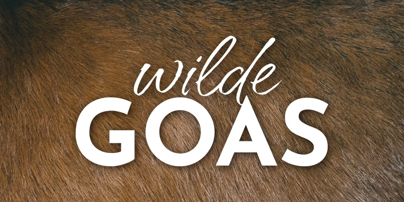 Brand Design von Corliss Design für wilde GOAS, zu sehen ist das weiße Logo auf einem Foto von Ziegenfell